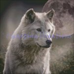Wolf Classics 06 (image for) Wolf Classics 06